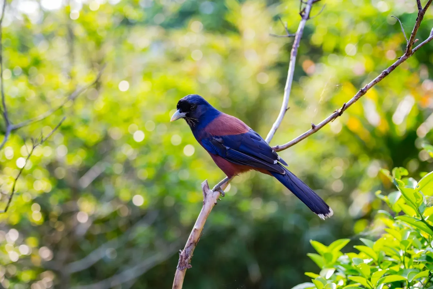 国の天然記念物ルリカケス