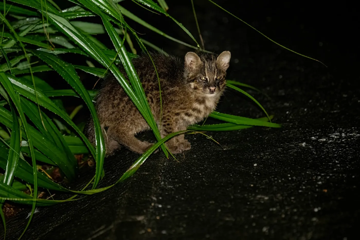 国の特別天然記念物・イリオモテヤマネコ