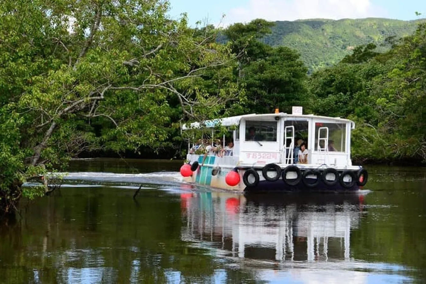 仲間川マングローブクルーズ