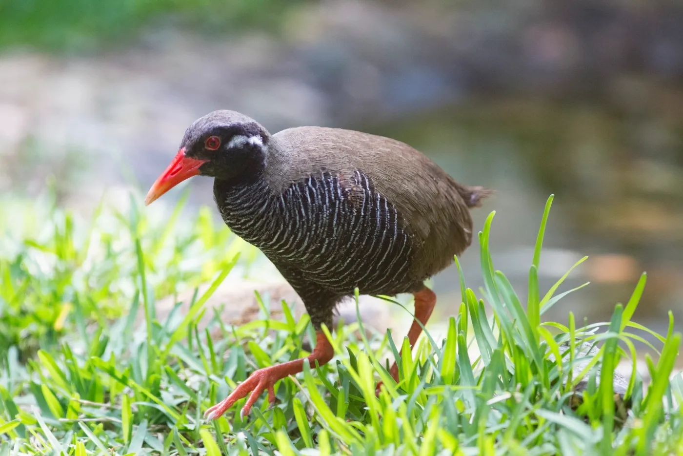 ヤンバルクイナ