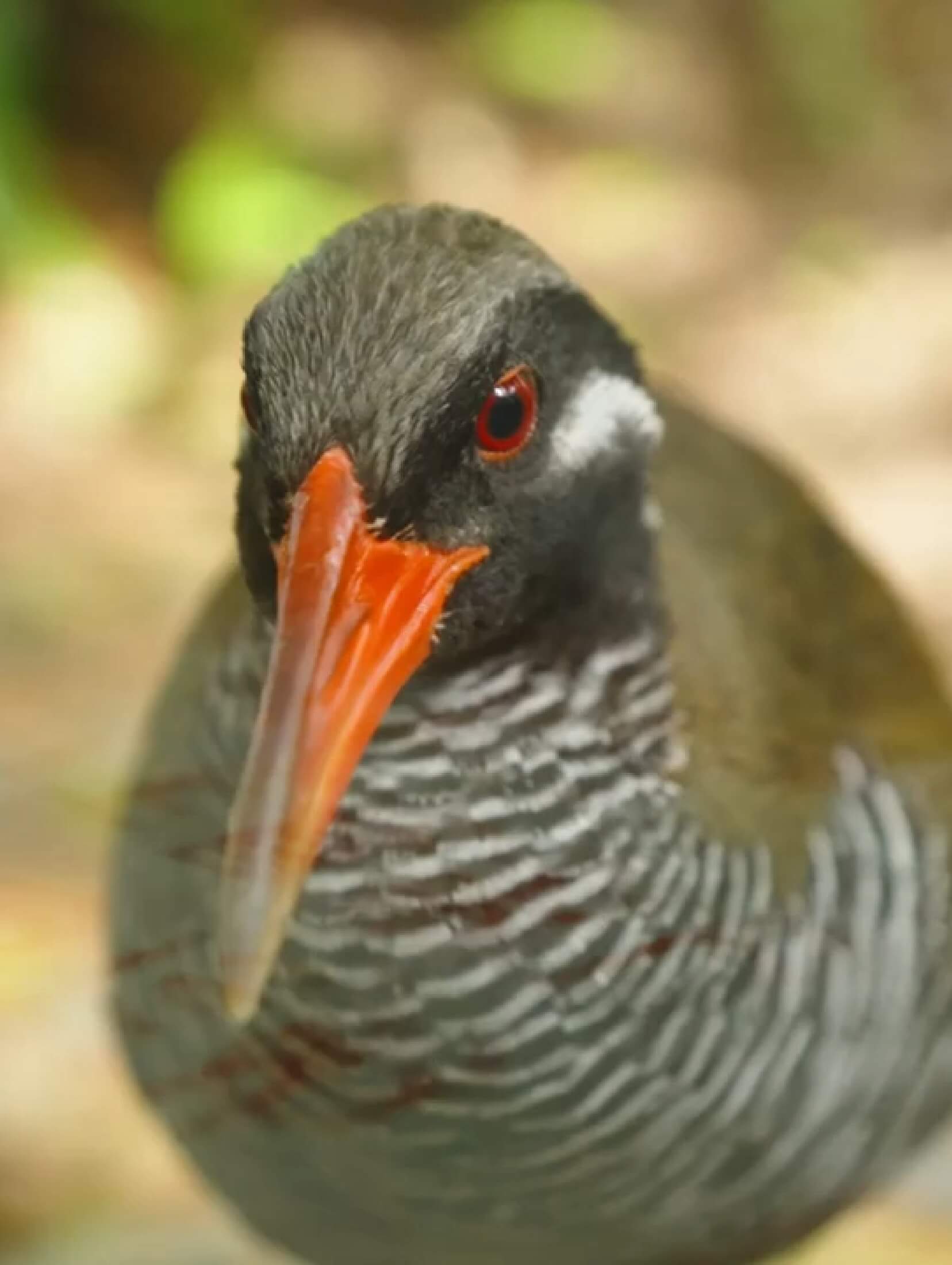 奄美大島・徳之島<br>沖縄島北部及び西表島