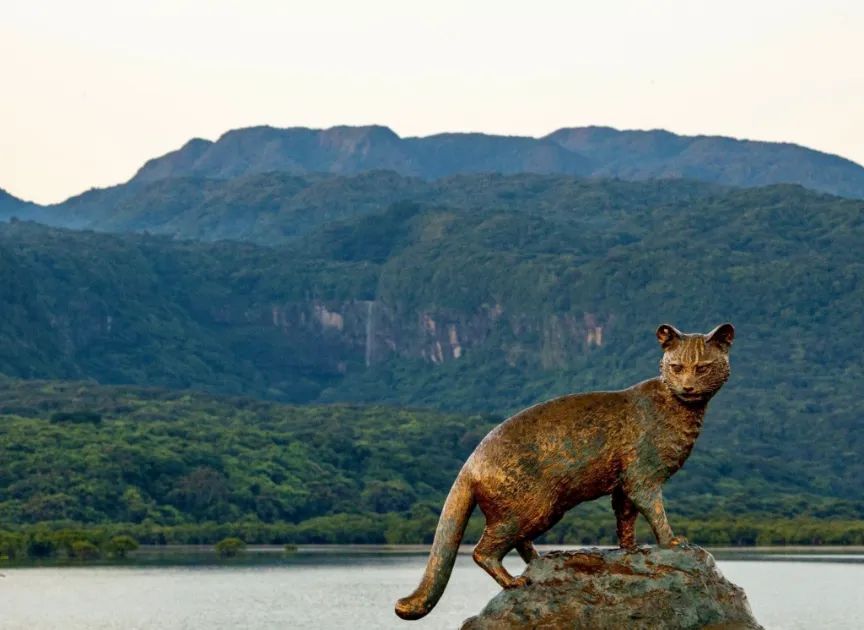 イリオモテヤマネコをはじめとする、多様な野生生物が生息している西表島