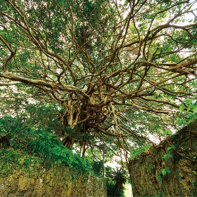 樹齢300年ガジュマル