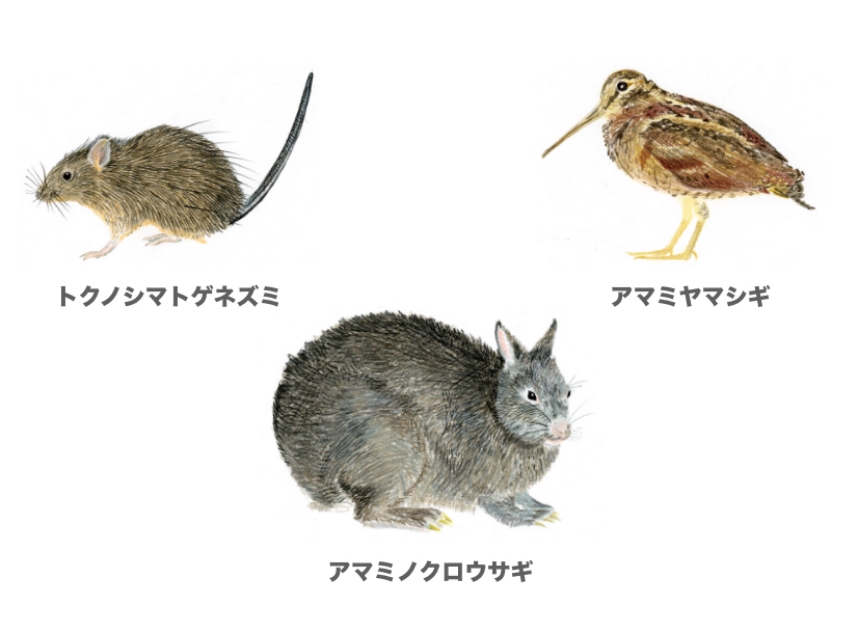 左：トクノシマトゲネズミ、中：アマミノクロウサギ、右：アマミヤマシギ