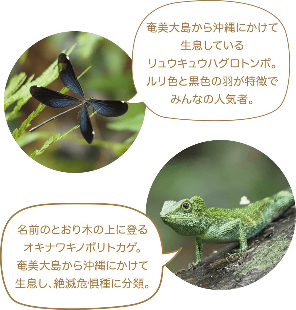 「日本一美しいカエル」と称賛される、奄美大島の固有種・アマミイシカワガエル。金色の斑点が特徴的。 やや日陰の場所で自生するハシカンボク。背丈は30cm〜100cmほどで、鹿児島県の準絶滅危惧種に分類。