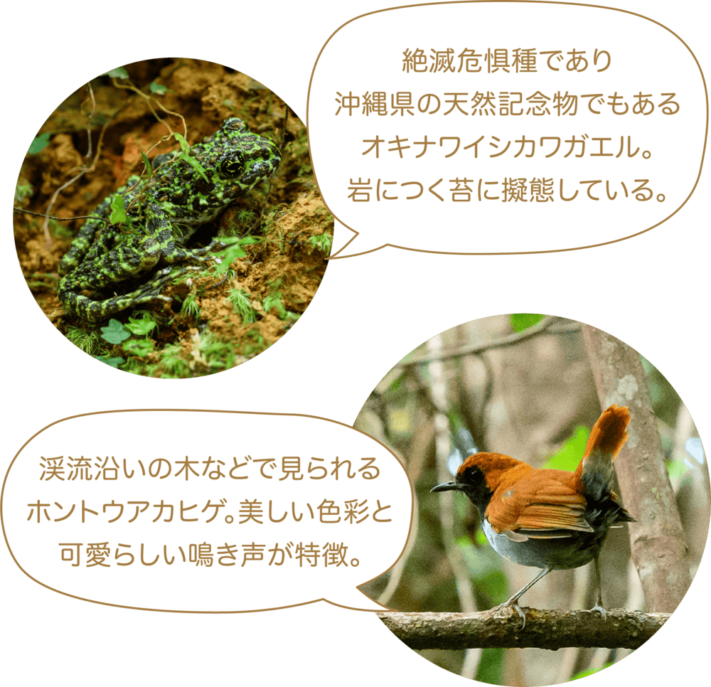 絶滅危惧種であり沖縄県の天然記念物でもあるオキナワイシカワガエル。岩につく苔に擬態している。渓流沿いの木などで見られるホントウアカヒゲ。美しい色彩と可愛らしい鳴き声が特徴。