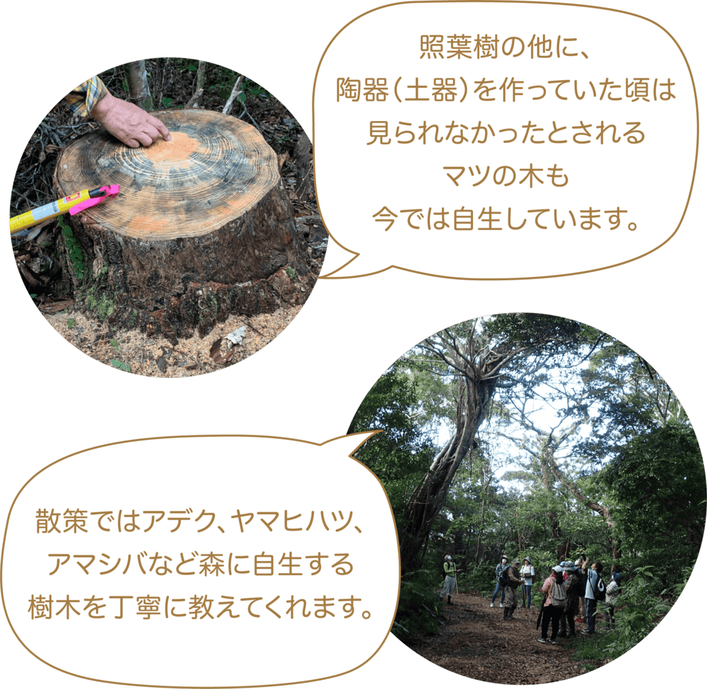 照葉樹の他に、陶器（土器）を作っていた頃は見られなかったとされるマツの木も今では自生しています。散策ではアデク、ヤマヒハツ、アマシバなど森に自生する樹木を丁寧に教えてくれます。