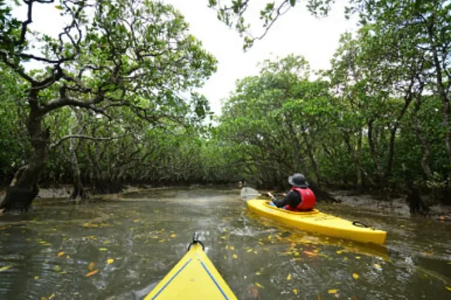 黒潮の森マングローブパーク