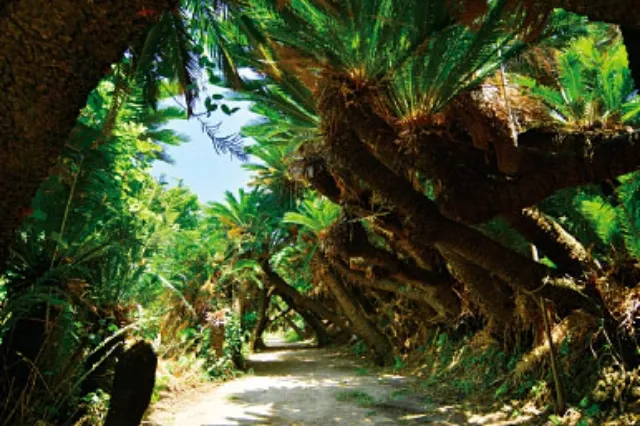 金見崎ソテツトンネル