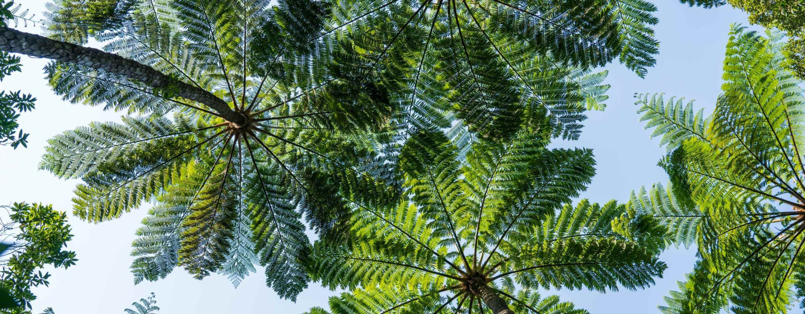 奄美大島_金作原原⽣林v2