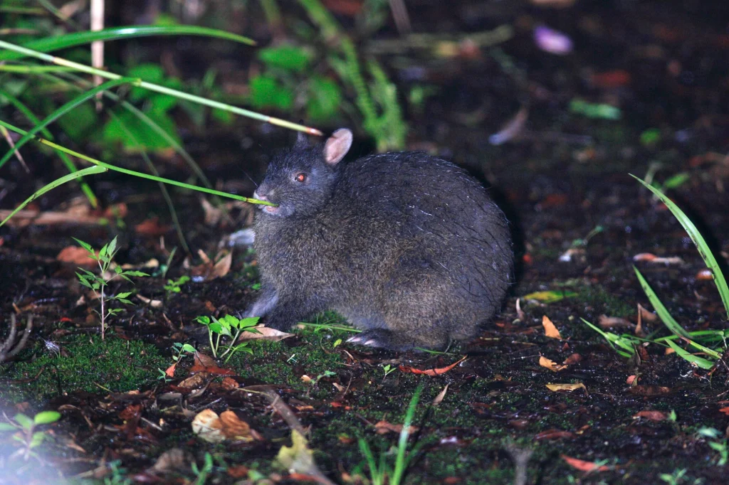 徳之島　世界自然遺産