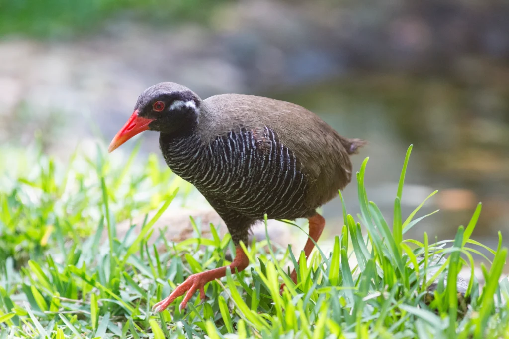 沖縄島北部 世界自然遺産